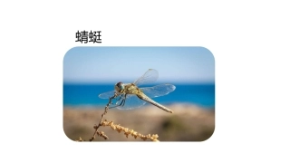 wedo课件蜻蜓课件