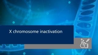 X染色体失活