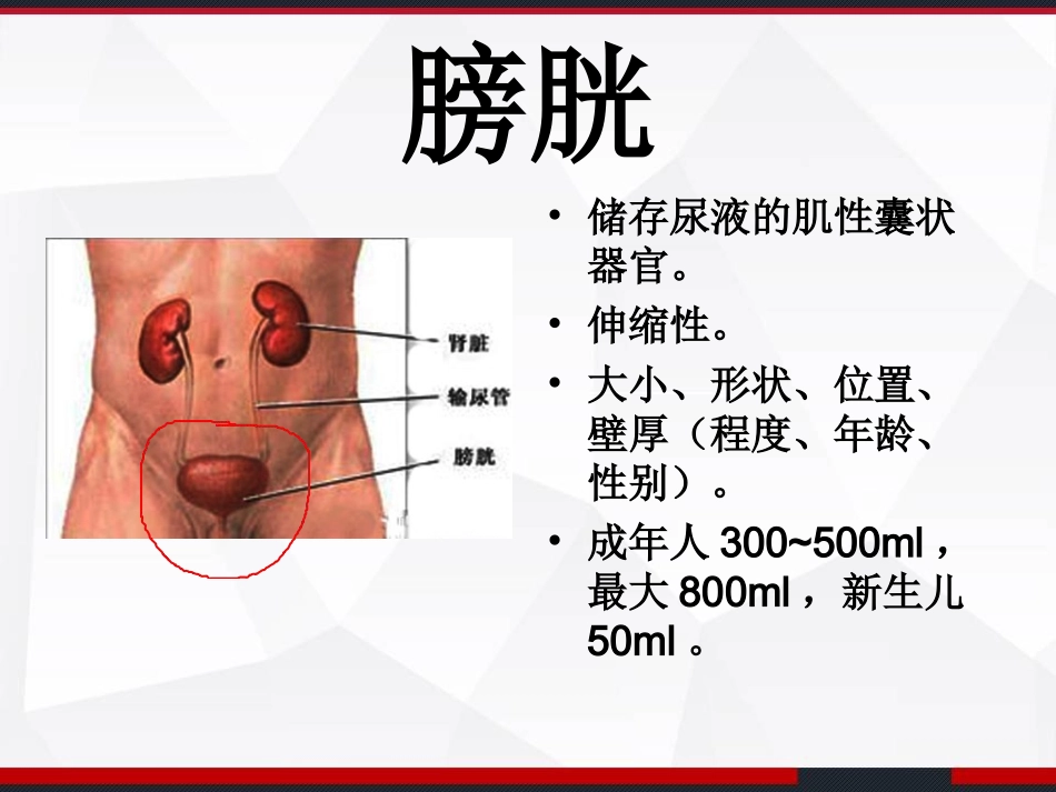 膀胱解剖及临床_第3页