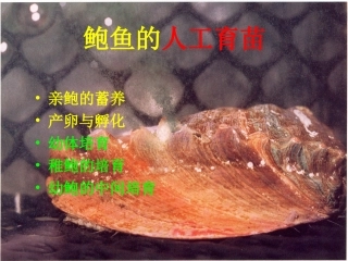 鲍鱼的人工育苗
