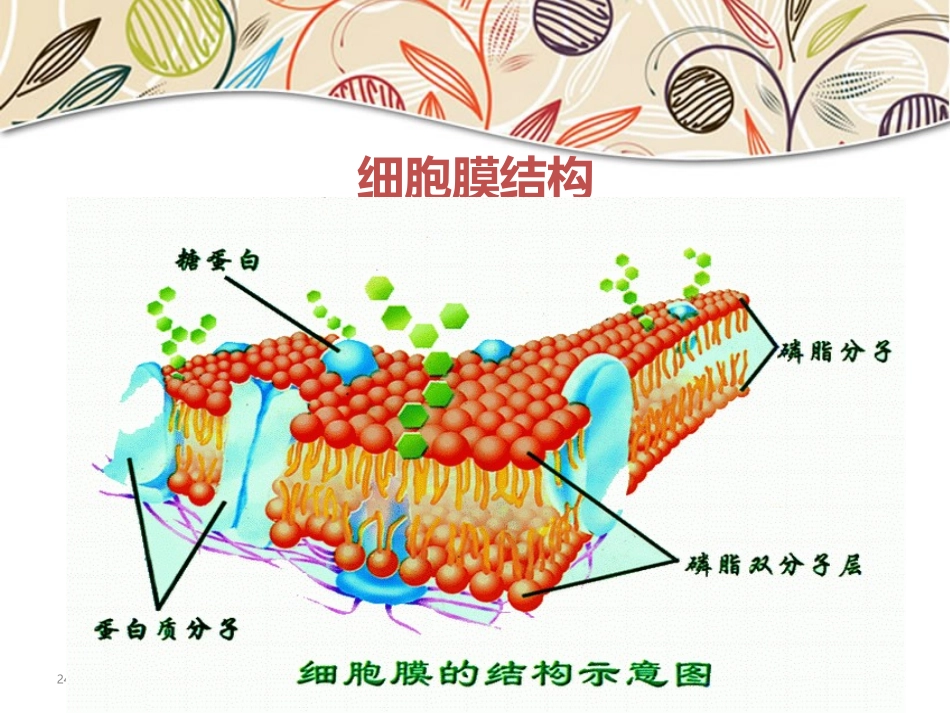 被动运输剖析_第2页