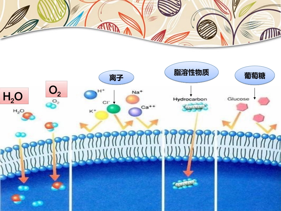 被动运输剖析_第3页