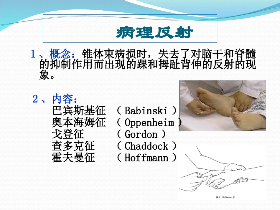 病理反射课件_第2页