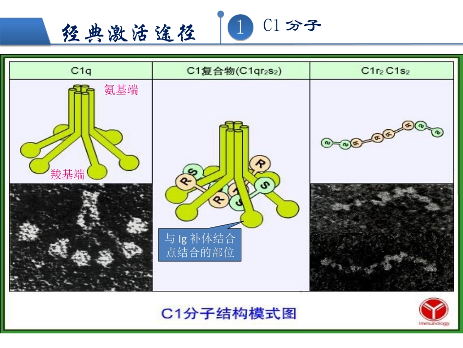 补体的激活之经典途径_第3页