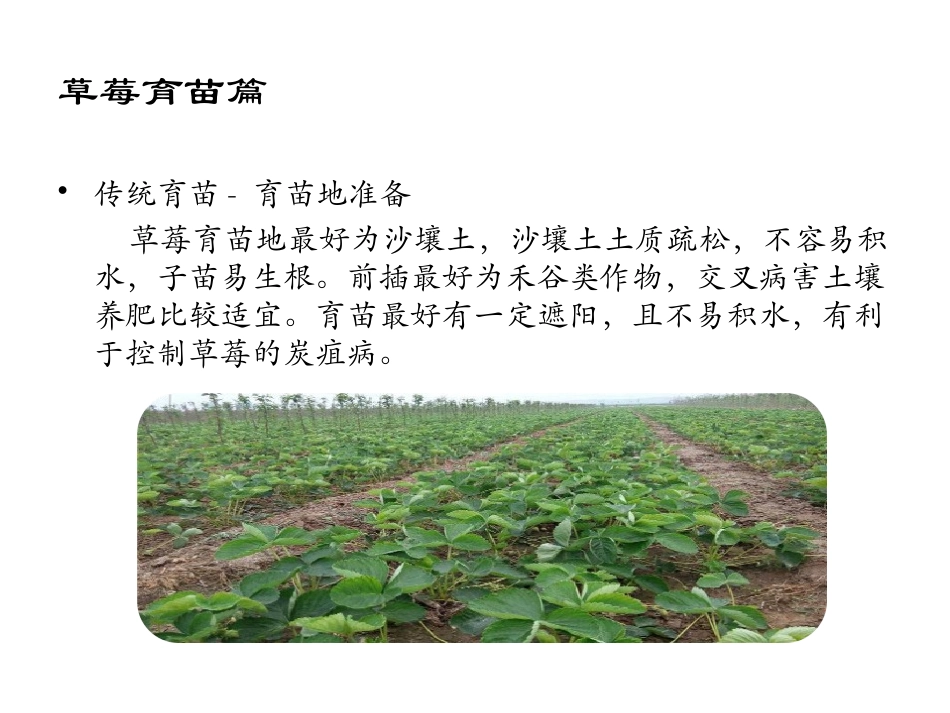 草莓种植技术全方案_第3页