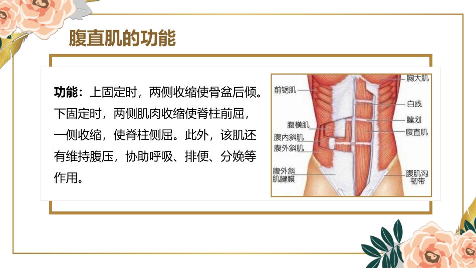 产后腹直肌修复培训课件_第3页