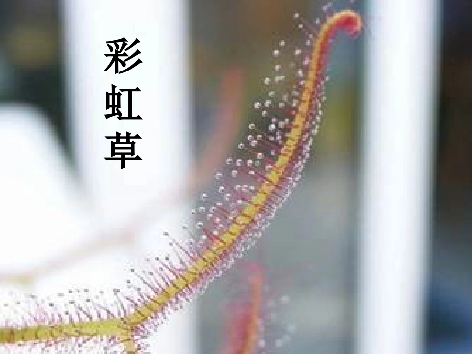 吃虫子的植物课件_第2页