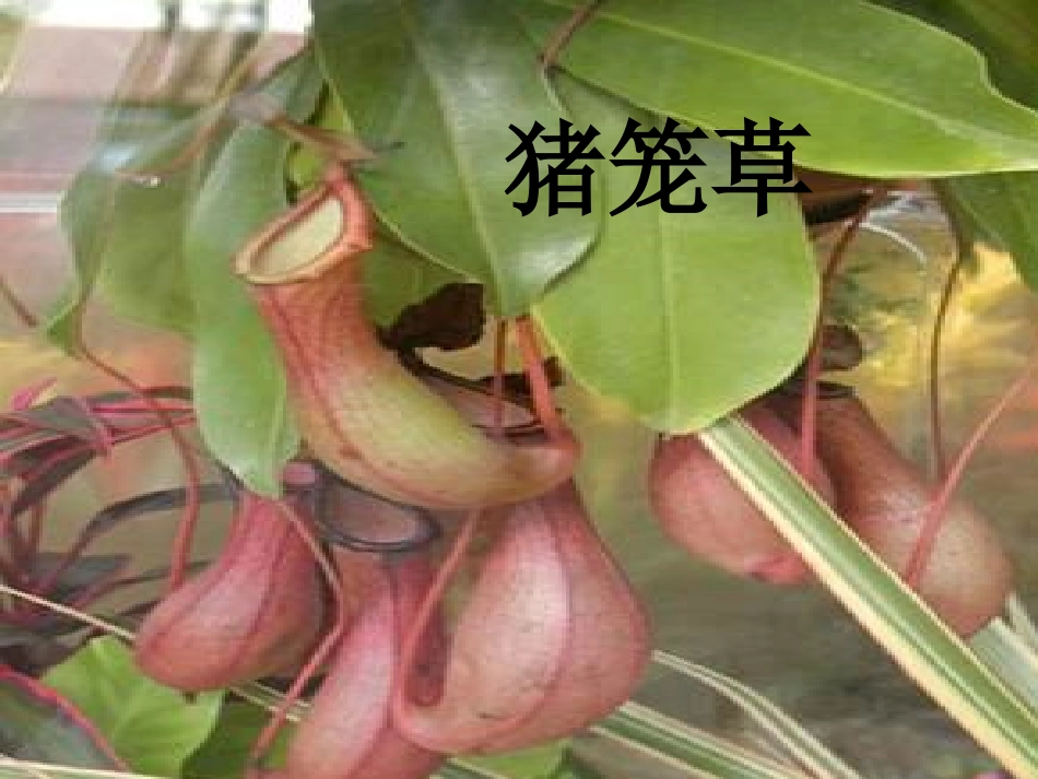 吃虫子的植物课件_第3页