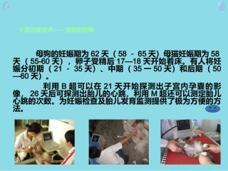 宠物妊娠诊疗