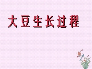 大豆生长过程
