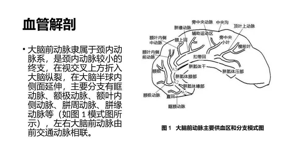 大脑前动脉梗死特点_第2页