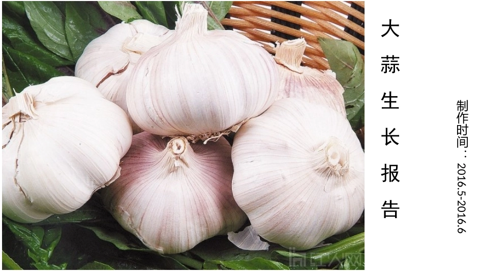 大蒜生长报告_第1页
