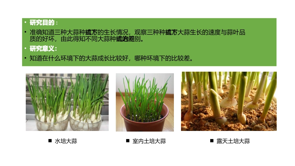 大蒜生长报告_第3页