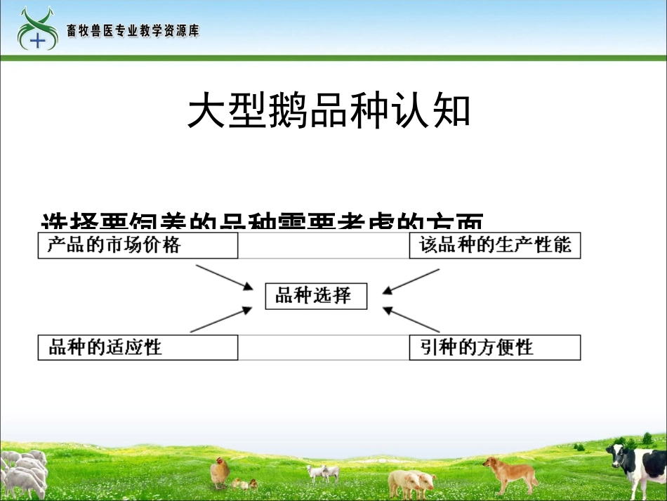 大型鹅品种介绍_第2页