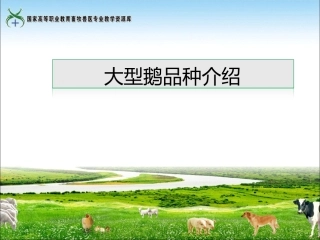 大型鹅品种介绍