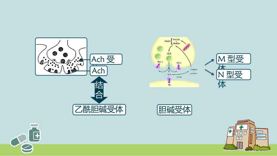 胆碱受体的分布及效应_第2页