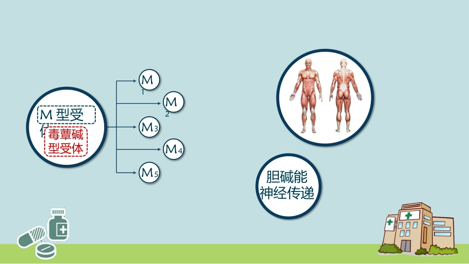 胆碱受体的分布及效应_第3页