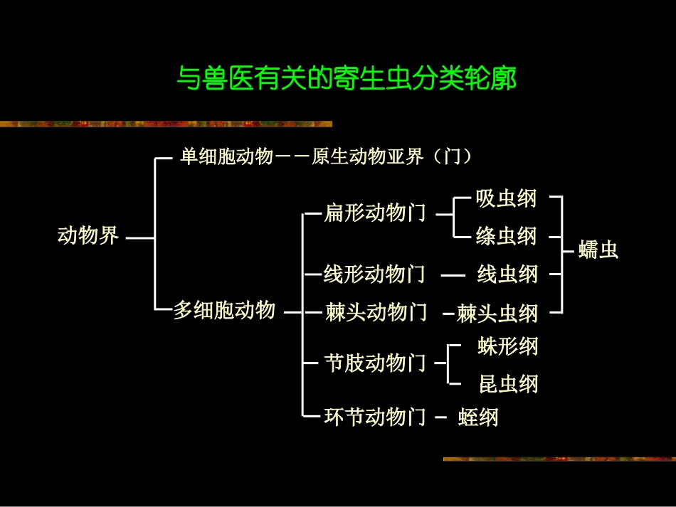 第三章寄生虫的分类与命名_第3页