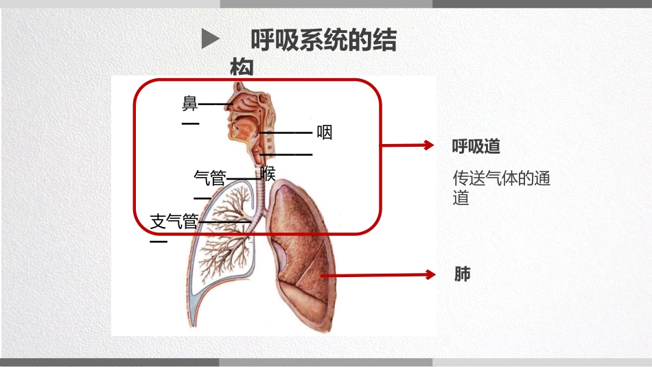 儿童呼吸道的结构功能和发育特点_第2页