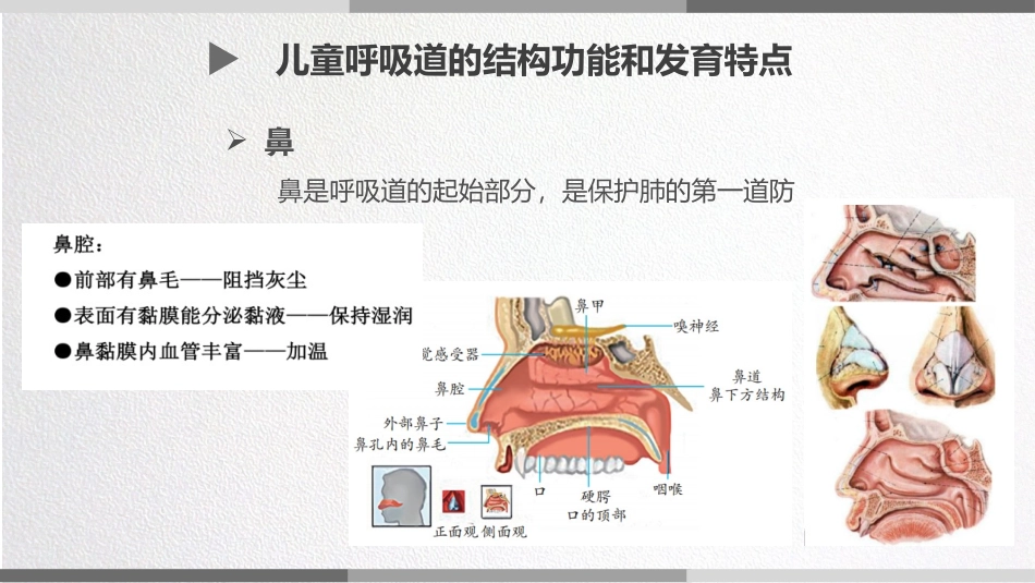 儿童呼吸道的结构功能和发育特点_第3页