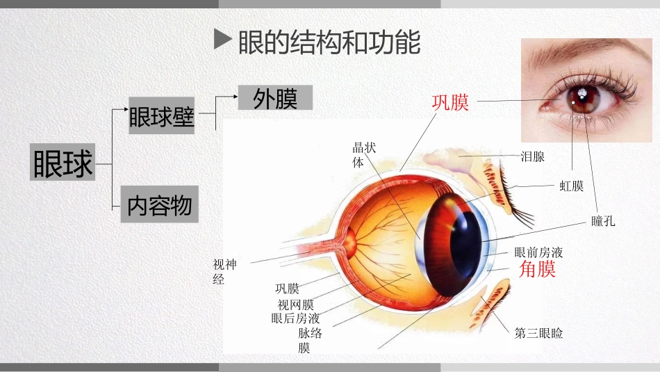儿童眼的结构功能和发育特点_第2页