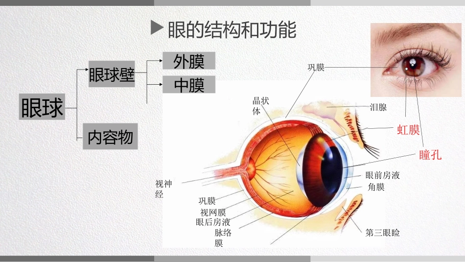 儿童眼的结构功能和发育特点_第3页