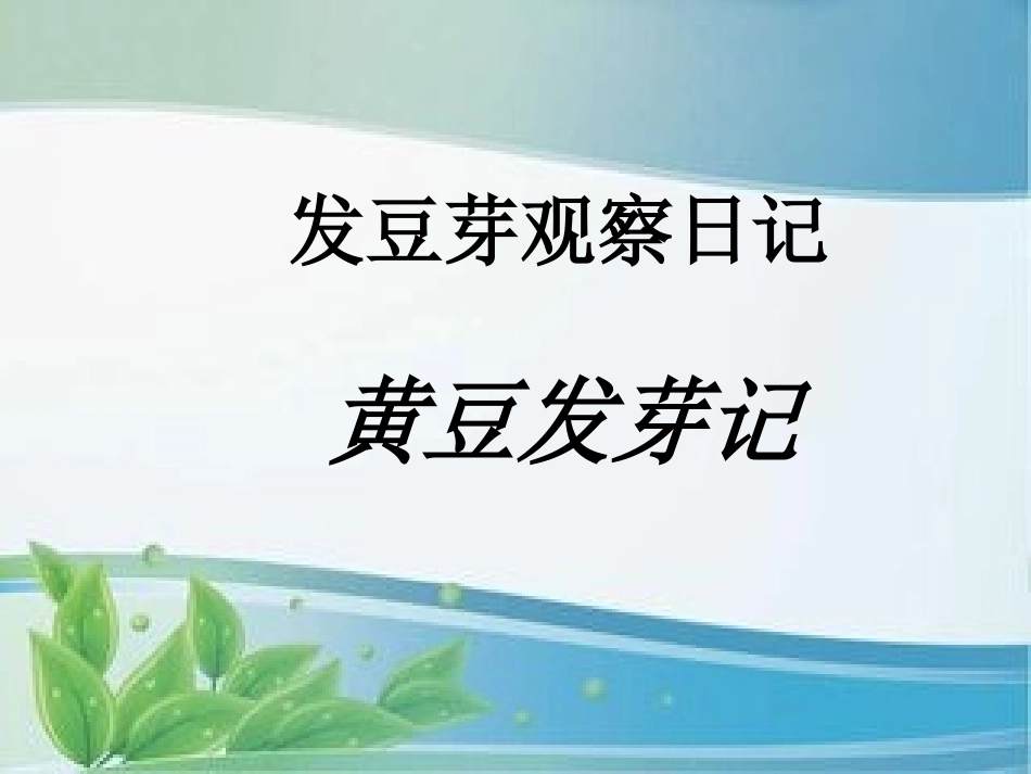 发豆芽观察日记_第1页