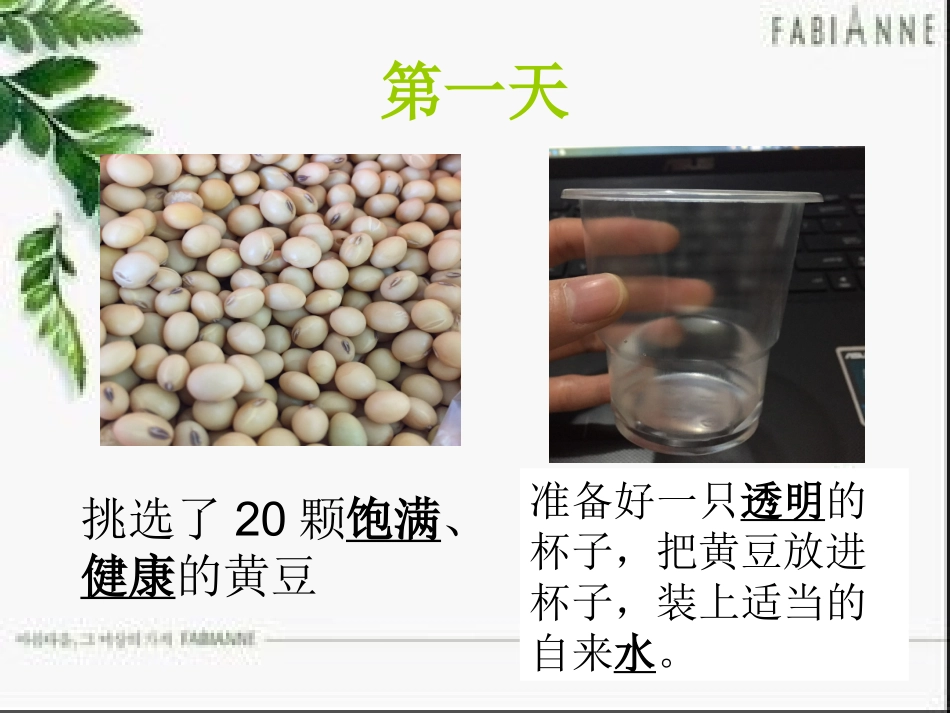 发豆芽观察日记_第2页