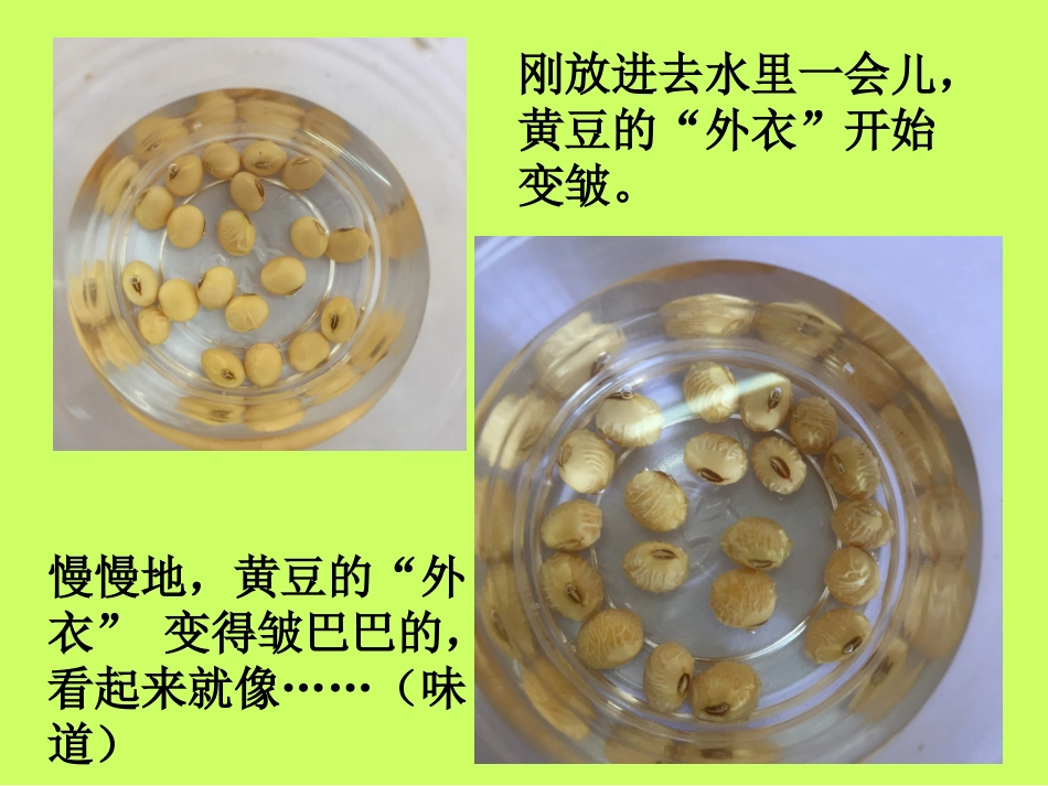 发豆芽观察日记_第3页