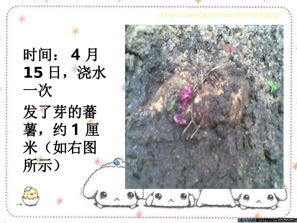 番薯的生长记录_第3页