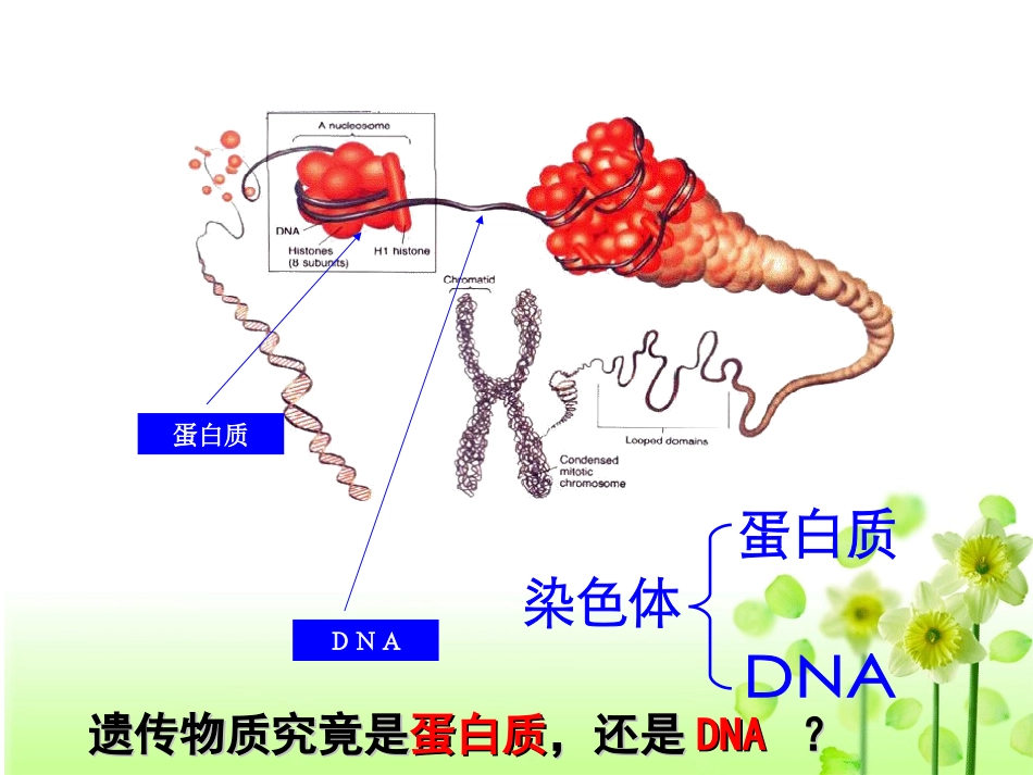 肺炎双球菌的转化实验_第1页