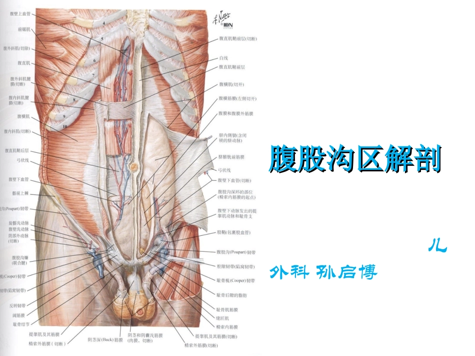 腹股沟管解剖_第1页