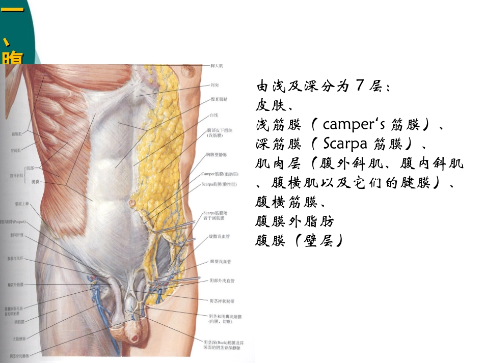 腹股沟管解剖_第2页