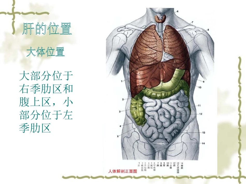 肝的位置形态_第3页