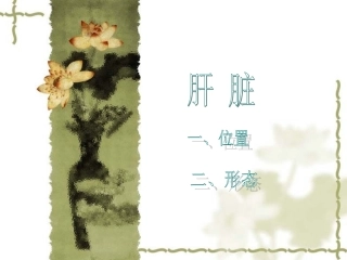 肝的位置形态