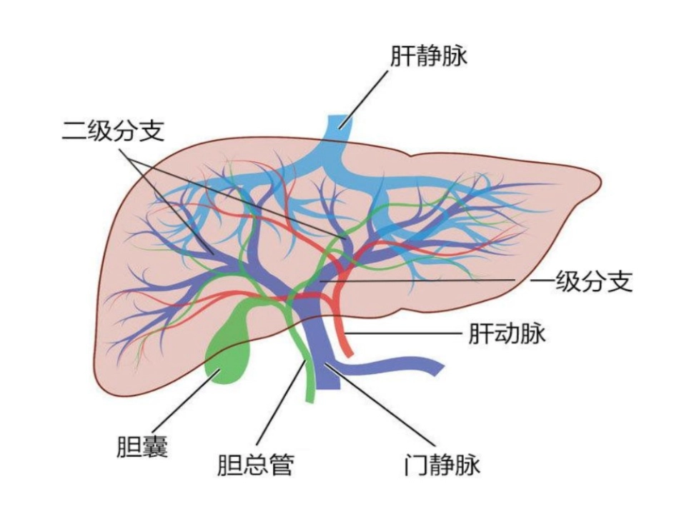 肝的血液循环_第3页