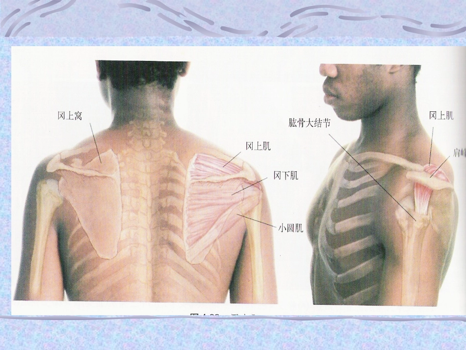 冈上肌肌腱炎讲座_第2页