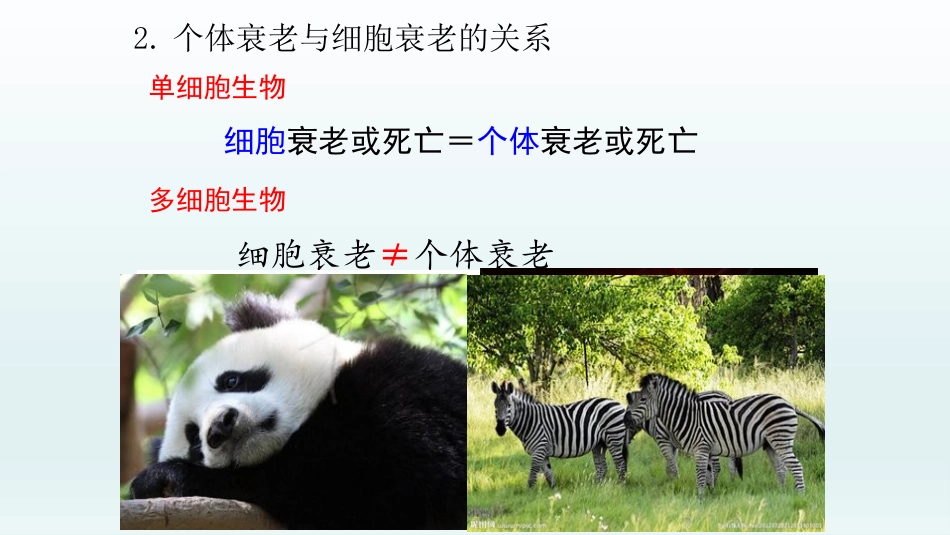 高中生物细胞的衰老和凋亡_第3页