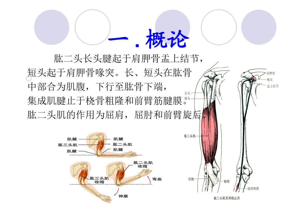 肱二头肌长头腱断裂_第2页