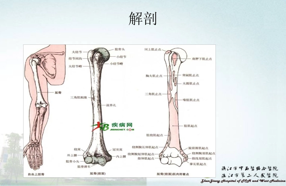 肱骨干骨折的护理_第3页