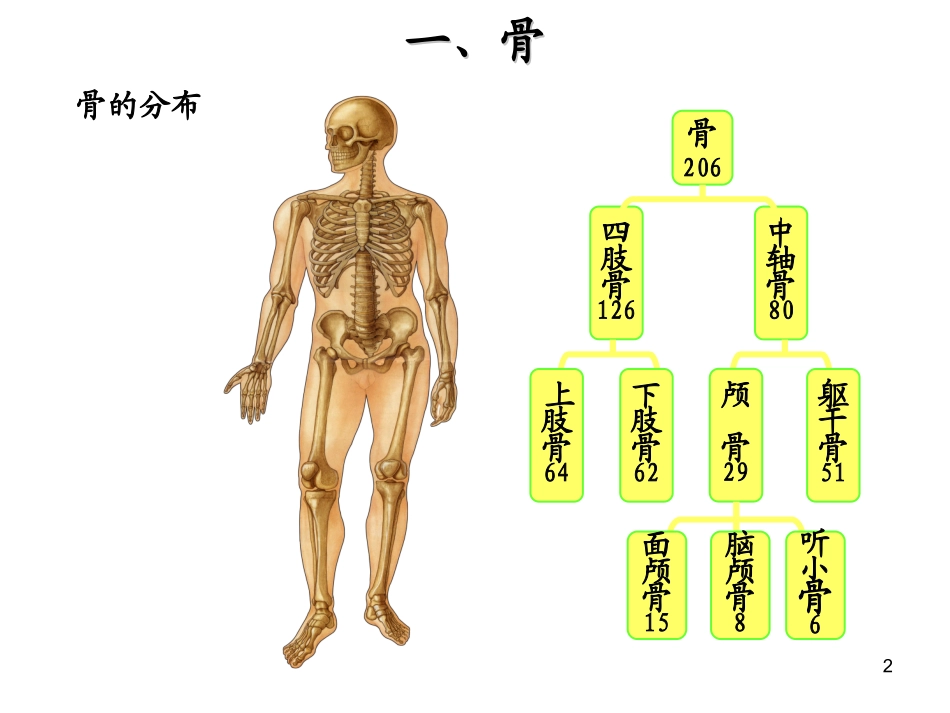 骨和骨的连接_第2页