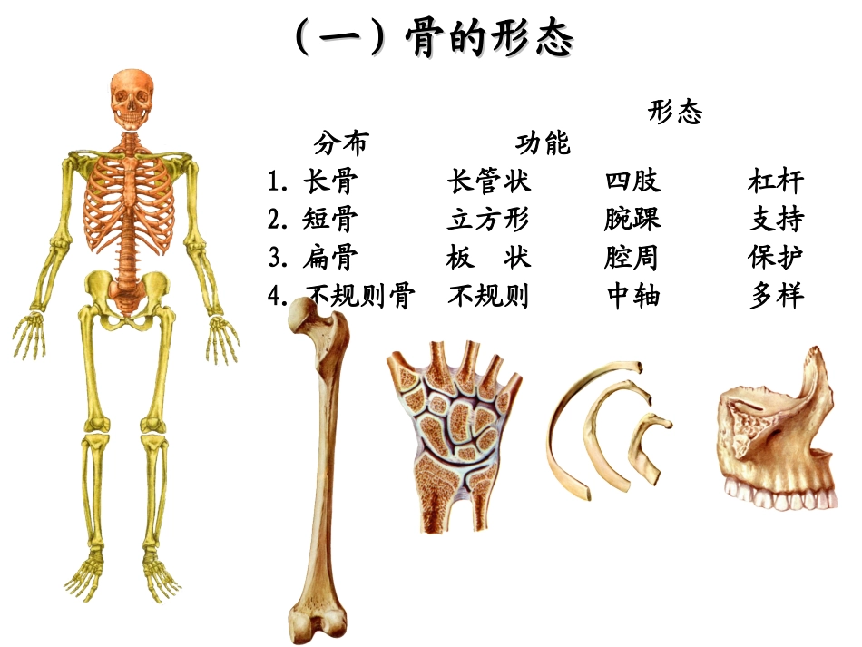 骨和骨的连接_第3页
