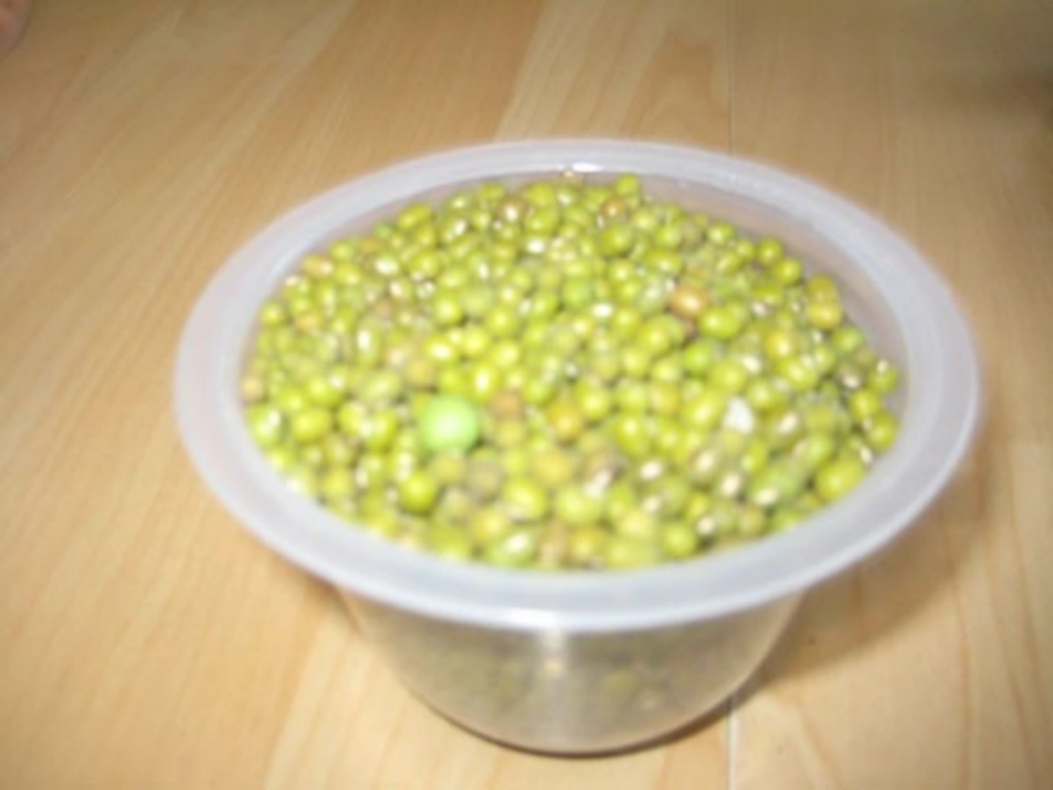 观察日记种豆芽_第2页