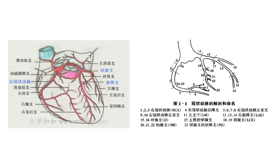 冠脉造影基本投照体位_第2页