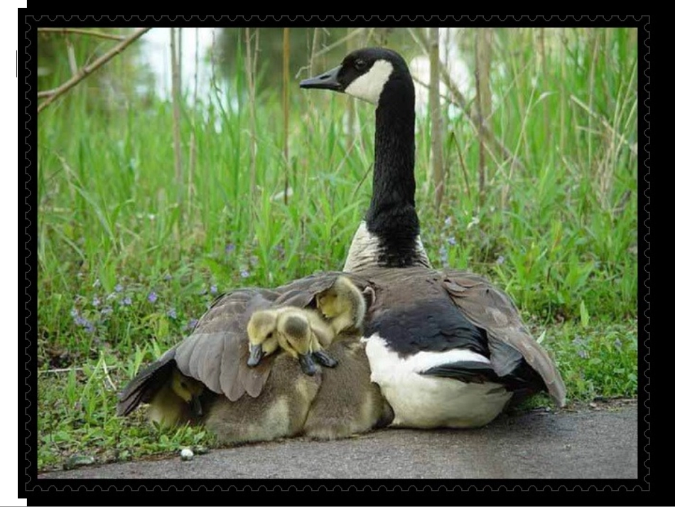 荷叶母亲课件_第1页