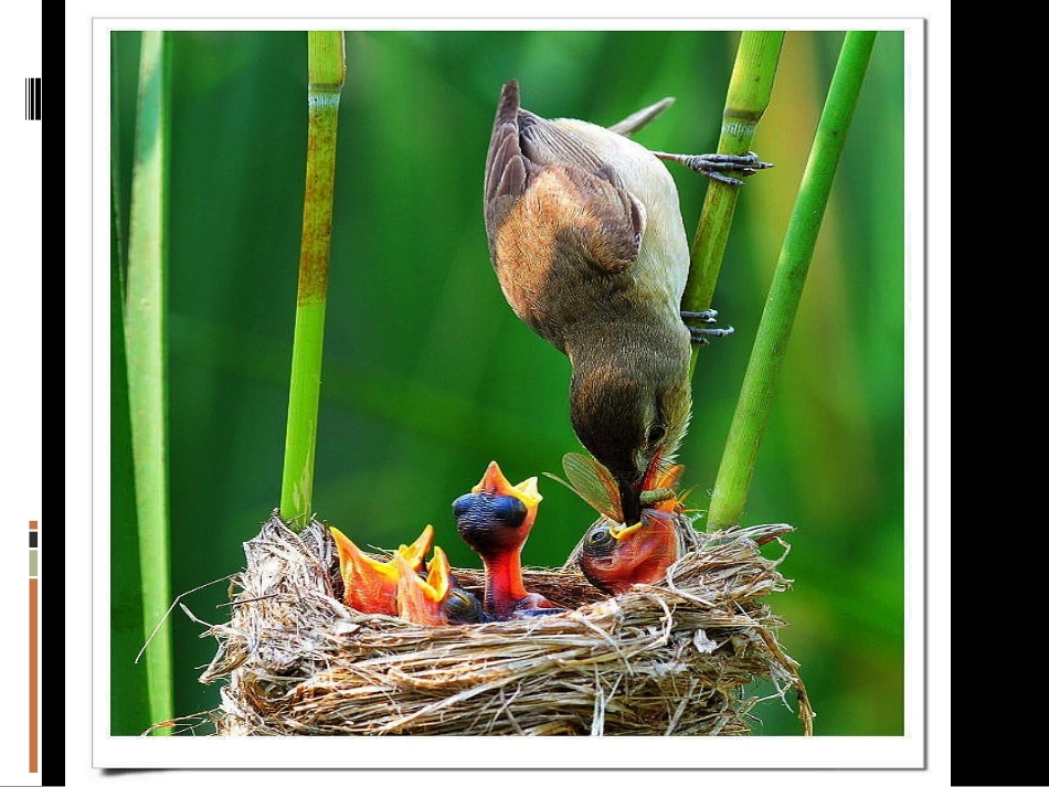 荷叶母亲课件_第2页