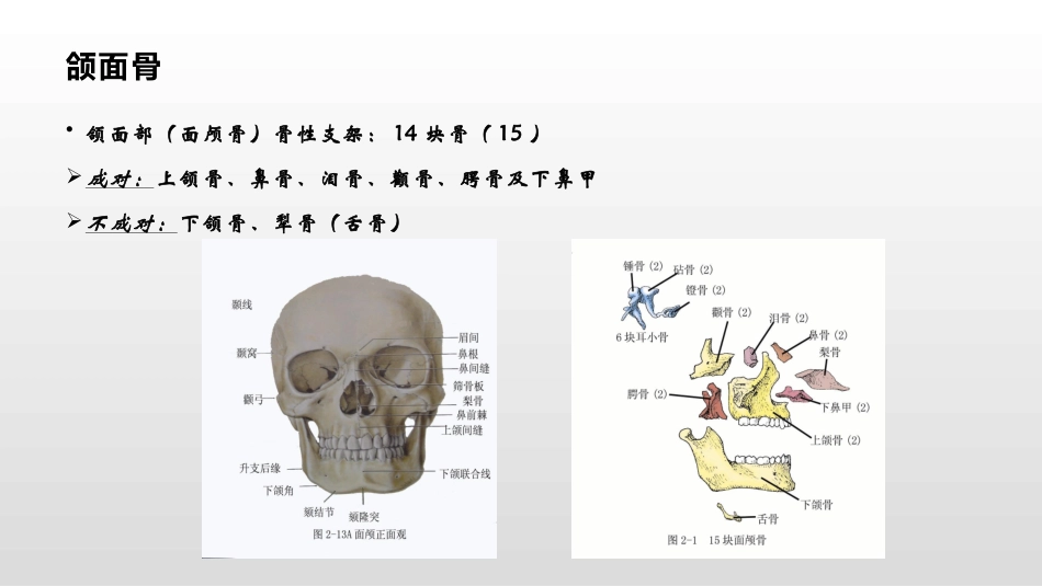 颌面部骨的解刨知识_第2页