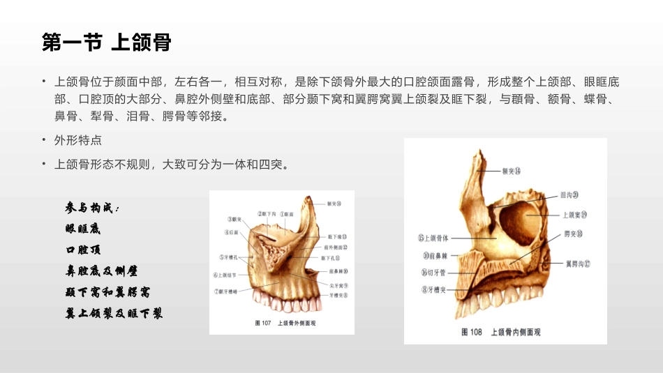 颌面部骨的解刨知识_第3页