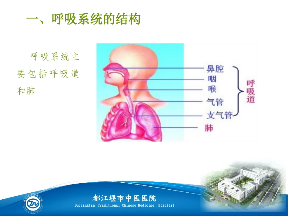 呼吸生理基础知识_第2页