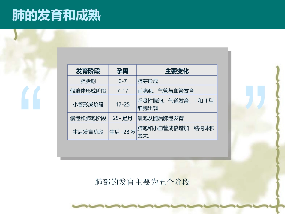 呼吸系统的胚胎发育肺的发育和成熟_第3页